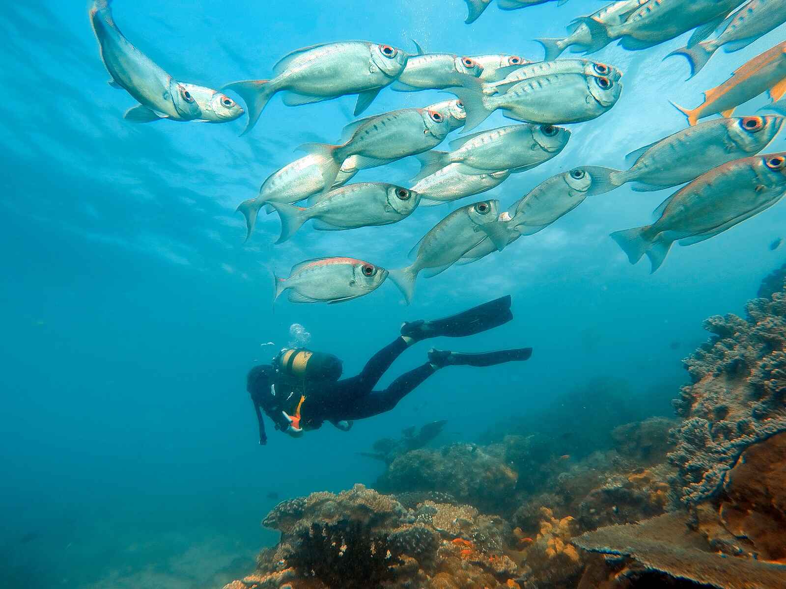 andBeyond Benguerra Island: Tauchgang andBeyond Benguerra Island: Tauchgang