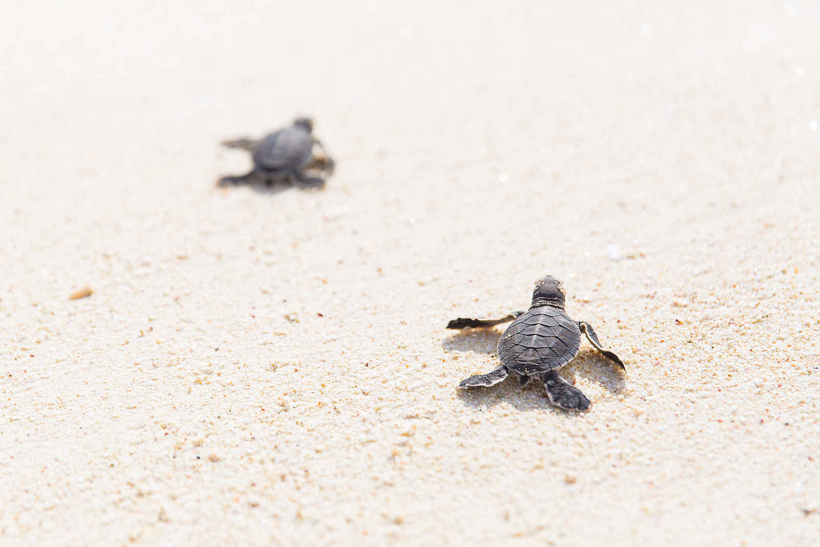 North Island: Babyschildkröten am Strand North Island: Babyschildkröten am Strand