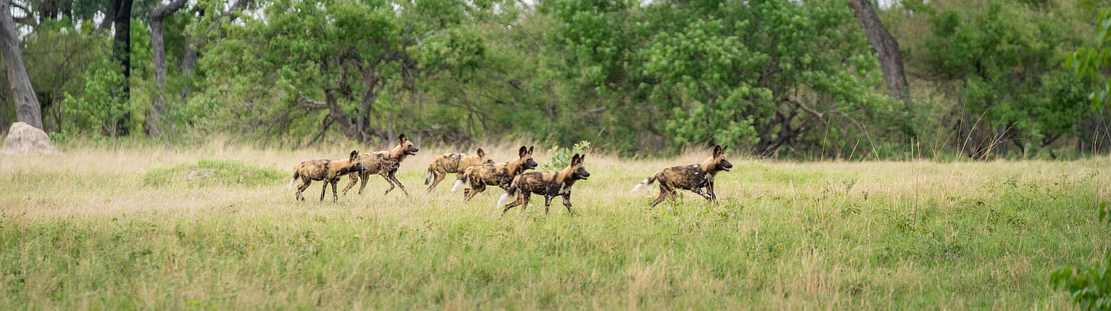 4 Rivers Camp: ein Rudel Wildhunde 4 Rivers Camp: ein Rudel Wildhunde