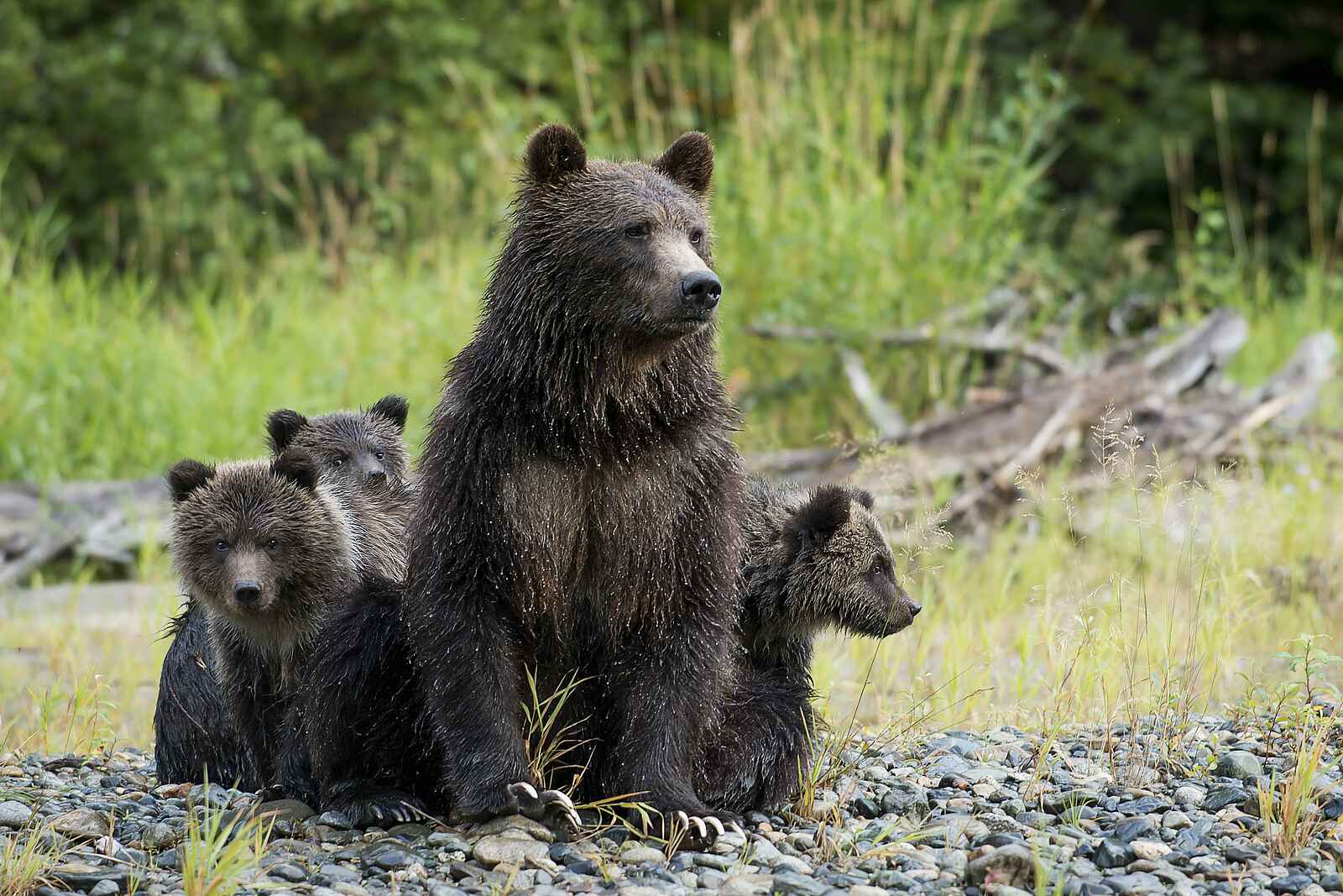 Tweedsmuir Park Lodge: Familie von Grizzly Bären Tweedsmuir Park Lodge: Familie von Grizzly Bären