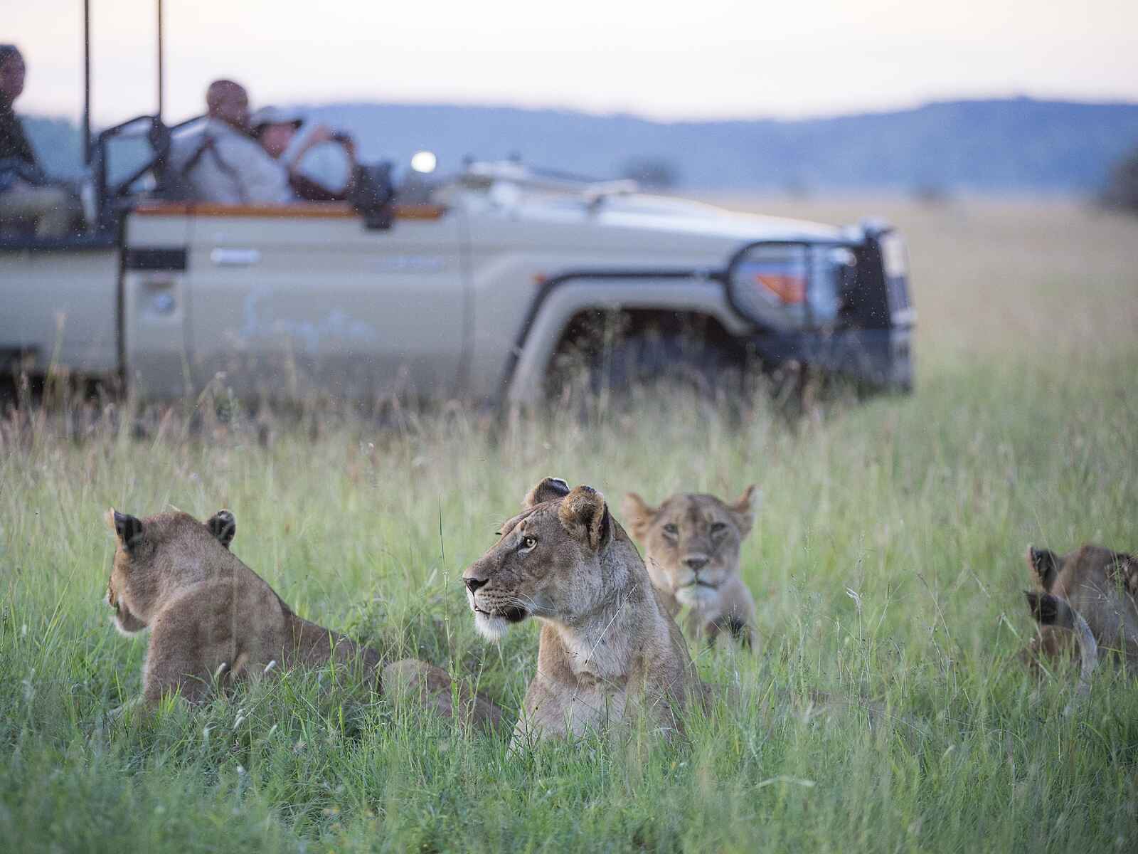 Singita Sasakwa: Pirschfahrt mit Löwensichtung Singita Sasakwa: Pirschfahrt mit Löwensichtung