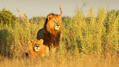 Botswana Northern Highlights: Ein Löwenpaar