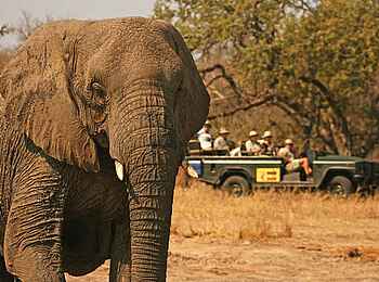 MalaMala Camp: Game Drive mit Elefant MalaMala Camp: Game Drive mit Elefant