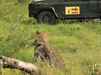 MalaMala Camp: Leopard bei der Jagd MalaMala Camp: Leopard bei der Jagd