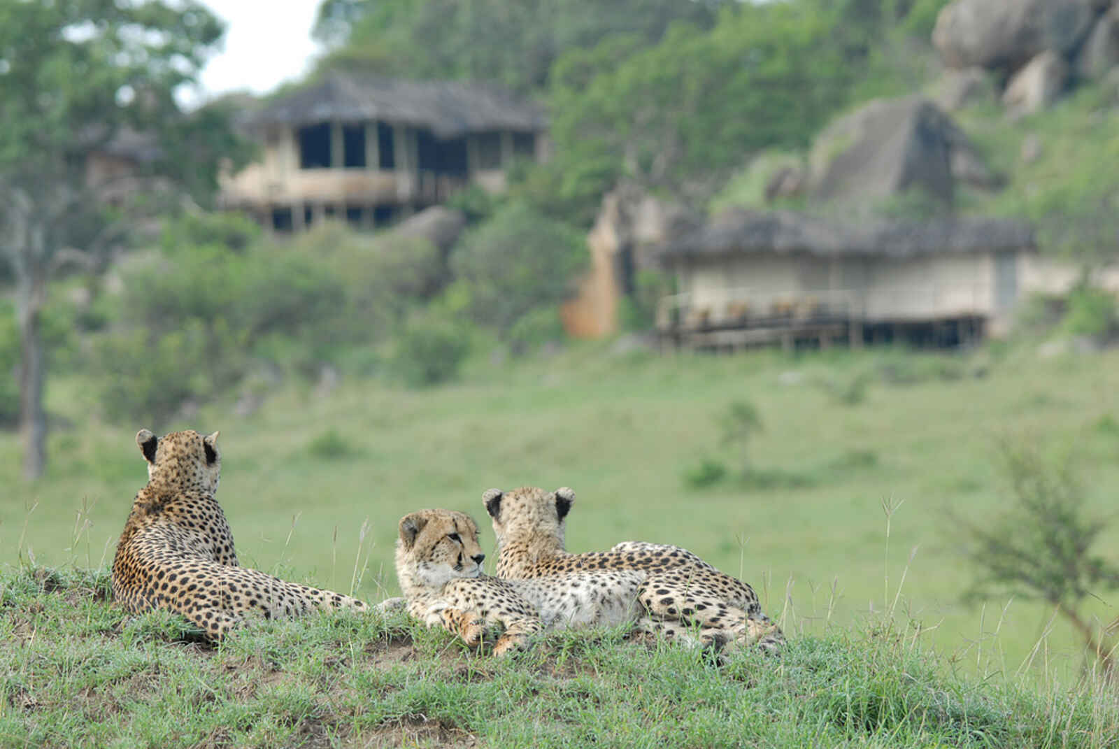 Lamai Serengeti: Geparden vor der Lodge Lamai Serengeti: Geparden vor der Lodge