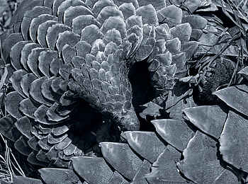 Konkamoya Lodge: Schuppenkunst Konkamoya Lodge: Schuppenkunst