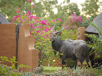 MalaMala Camp: Nyala im Camp MalaMala Camp: Nyala im Camp