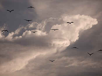 Lamai Serengeti: Heranfliegende Geier Lamai Serengeti: Heranfliegende Geier