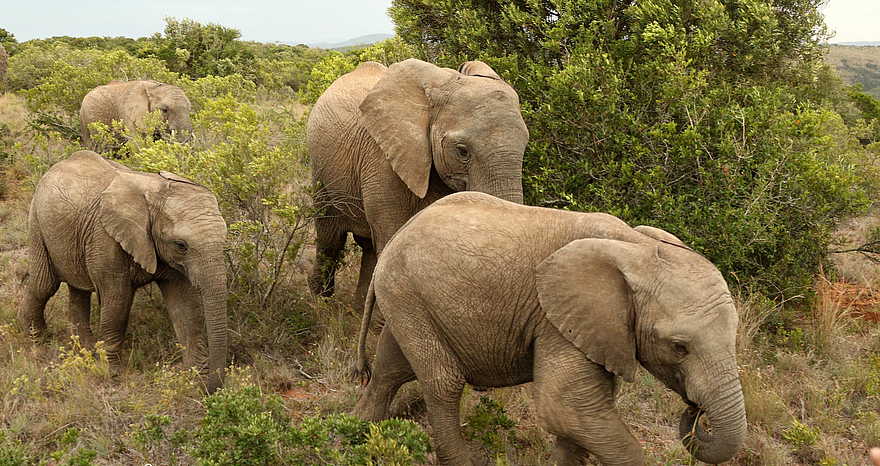 Founders Lodge by Mantis: Elefanten im Busch Founders Lodge by Mantis: Elefanten im Busch