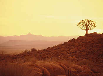 Canyon Lodge: Köcherbaum in der Wüste Canyon Lodge: Köcherbaum in der Wüste