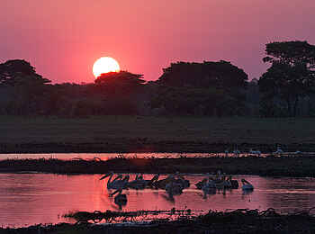 Konkamoya Lodge: Pelikane im Sonnenuntergang Konkamoya Lodge: Pelikane im Sonnenuntergang