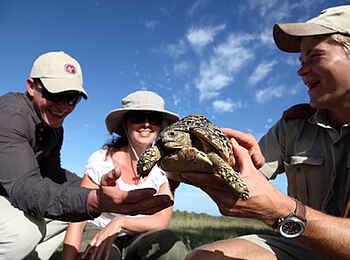 MalaMala Camp: Schildkröte MalaMala Camp: Schildkröte
