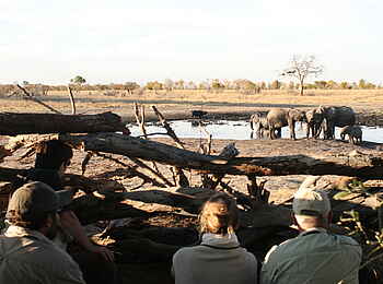 Camp Hwange: Versteck am Wasserloch Camp Hwange: Versteck am Wasserloch