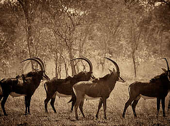 Konkamoya Lodge: Sable Antelopes Konkamoya Lodge: Sable Antelopes