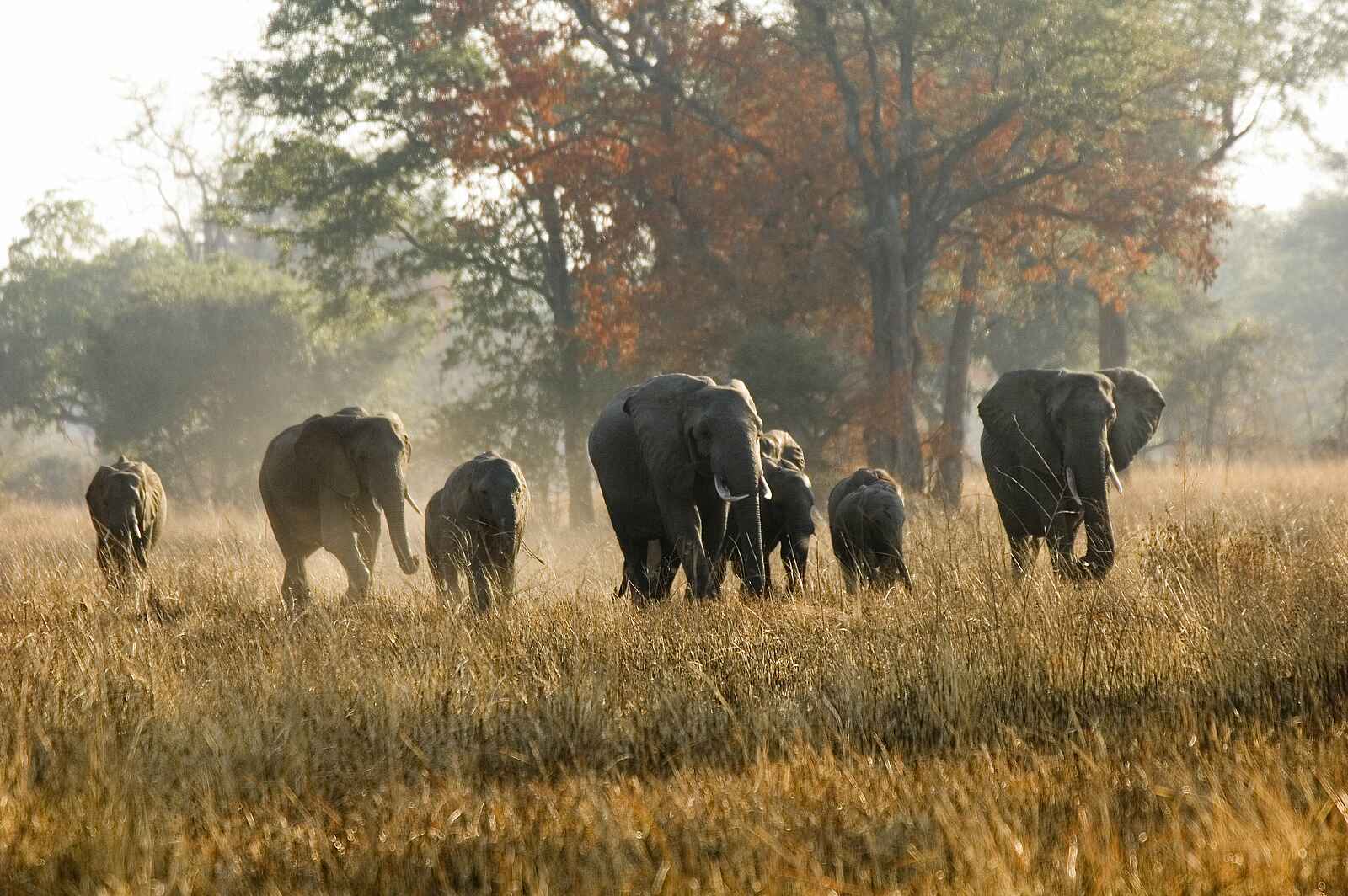 Tafika Camp: Elefantenfamilie Tafika Camp: Elefantenfamilie