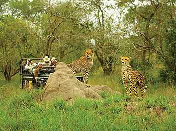 MalaMala Camp: Leoparden MalaMala Camp: Leoparden