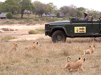 MalaMala Camp: Löwenjunge beim Game Drive MalaMala Camp: Löwenjunge beim Game Drive