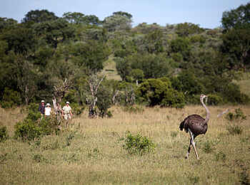MalaMala Camp: Wanderung durch den Busch MalaMala Camp: Wanderung durch den Busch