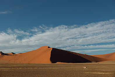 Desert Camp: Dünenlandschaft