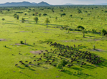 Roho ya Selous Camp: Büffel Roho ya Selous Camp: Büffel