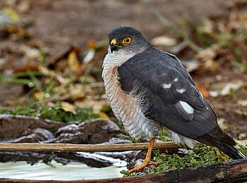 Konkamoya Lodge: Litte Sparrowhawk - Accipiter minullus Konkamoya Lodge: Litte Sparrowhawk - Accipiter minullus