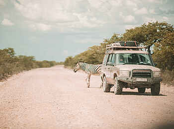 Etosha King Nehale: Eine Pirschfahrt im Etosha Nationalpark Etosha King Nehale: Eine Pirschfahrt im Etosha Nationalpark