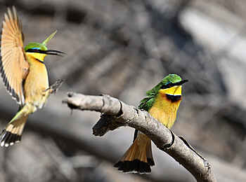 Muzimu Lodge: Bienenfresser Muzimu Lodge: Bienenfresser