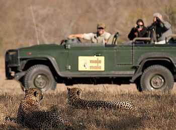 MalaMala Main Camp: Beobachtung von Leoparden MalaMala Main Camp: Beobachtung von Leoparden