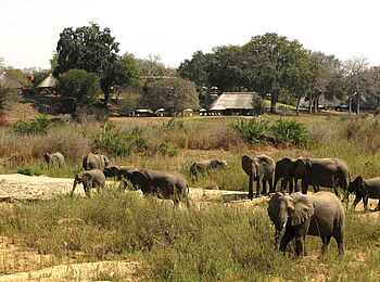 MalaMala Camp: Elefantenherde vor dem Camp MalaMala Camp: Elefantenherde vor dem Camp