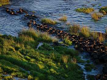 Sitatunga Private Island Camp: Büffelherde Sitatunga Private Island Camp: Büffelherde