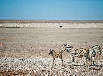 Etosha King Nehale: Eine kleine Zebraherde Etosha King Nehale: Eine kleine Zebraherde