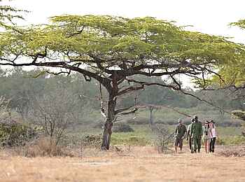 Roho ya Selous Camp: Geführte Walking Safari Roho ya Selous Camp: Geführte Walking Safari