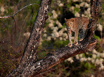 Konkamoya Lodge: Leopard im Baum Konkamoya Lodge: Leopard im Baum