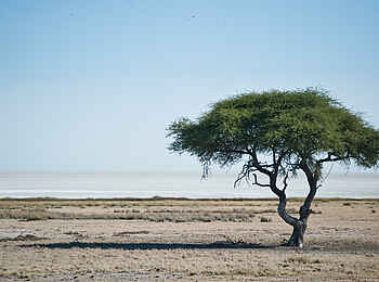 Etosha King Nehale: Die Weiten der Etosha Pfanne Etosha King Nehale: Die Weiten der Etosha Pfanne
