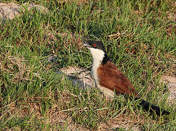 Konkamoya Lodge: Senegal coucal - Centropus senegalensis Konkamoya Lodge: Senegal coucal - Centropus senegalensis