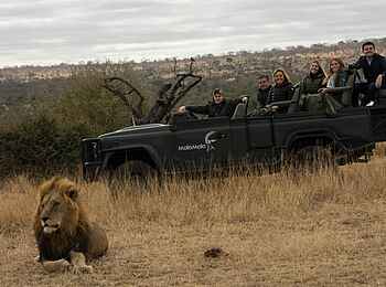 MalaMala Camp: Lässig-liegender Löwe MalaMala Camp: Lässig-liegender Löwe