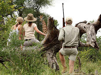 MalaMala Main Camp: Beobachtung einer Giraffe MalaMala Main Camp: Beobachtung einer Giraffe