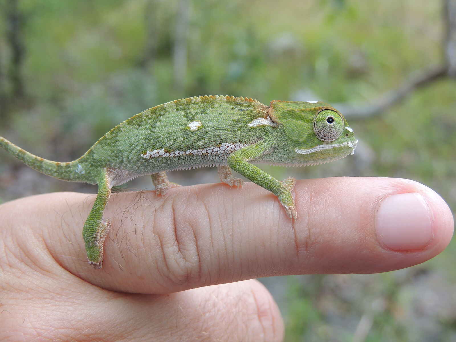 Wasa Lodge: Chamäleon Wasa Lodge: Chamäleon