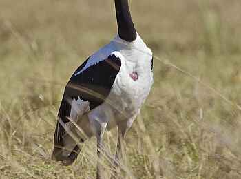 Konkamoya Lodge: Sattelstorch Konkamoya Lodge: Sattelstorch