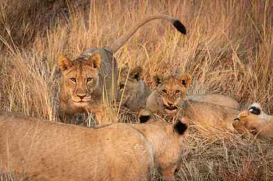 Atzaro Okavango Camp: Löwen