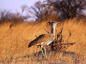 Camp Hwange: Riesentrappe Camp Hwange: Riesentrappe