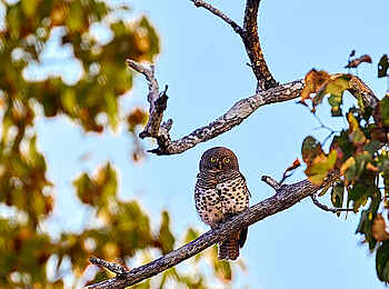 Konkamoya Lodge: African Barred Owlet - Glaucidium capense Konkamoya Lodge: African Barred Owlet - Glaucidium capense