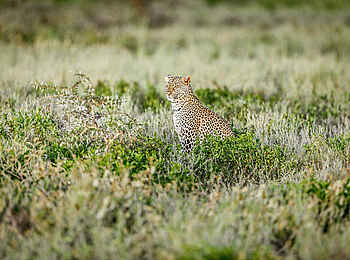 Legendary Nyasi Tented Camp: Leopard Legendary Nyasi Tented Camp: Leopard