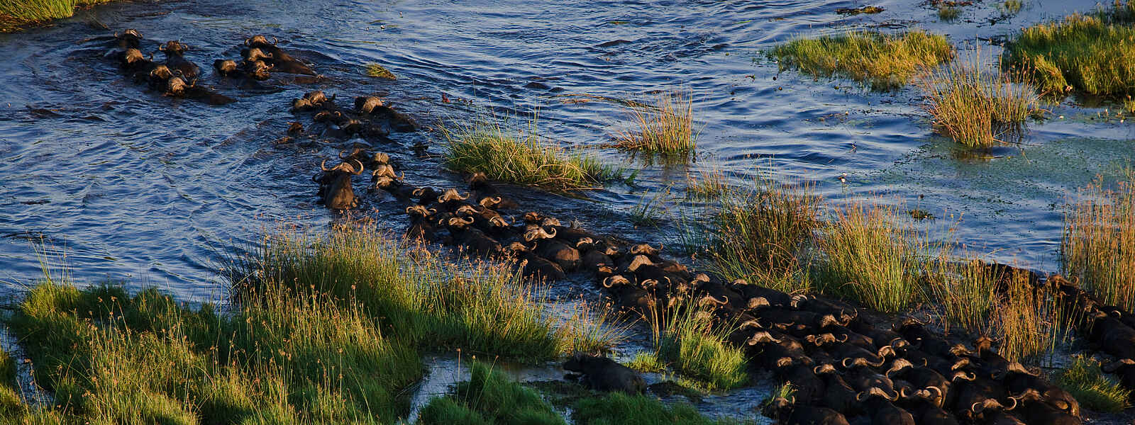 Sitatunga Private Island Camp: Büffelherde von oben Sitatunga Private Island Camp: Büffelherde von oben