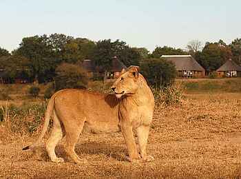 MalaMala Camp: Löwe vor dem Camp MalaMala Camp: Löwe vor dem Camp