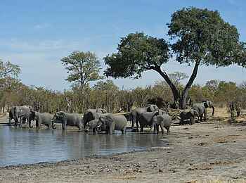 Camp Hwange: Elefanten am Wasserloch Camp Hwange: Elefanten am Wasserloch