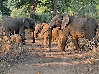 Muzimu Lodge: Elefanten Muzimu Lodge: Elefanten