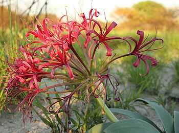Dinaka Lodge: Die Kalahari blüht Dinaka Lodge: Die Kalahari blüht