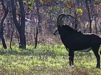 Konkamoya Lodge: Säbelantilope Konkamoya Lodge: Säbelantilope