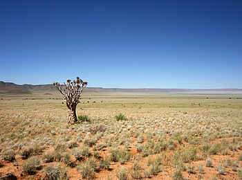 Canyon Lodge: Einsamer Baum in der Nama-Karoo-Wüste Canyon Lodge: Einsamer Baum in der Nama-Karoo-Wüste